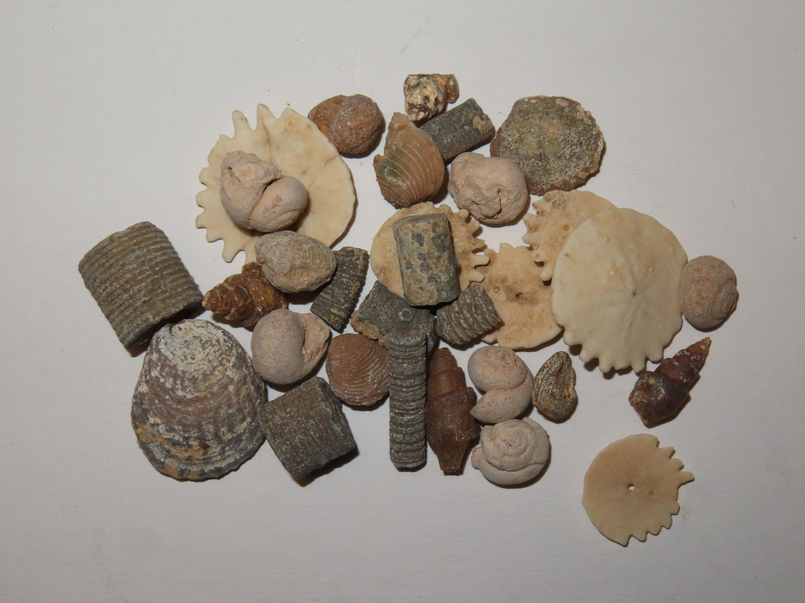 NICE LOT OF FOSSILS FROM MOROCCO, GREAT VARIETY OF TYPES, MILLIONS OF YEARS OLD: NICE LOT OF FOSSILS FROM MOROCCO, GREAT VARIETY OF TYPES, MILLIONS OF YEARS OLD