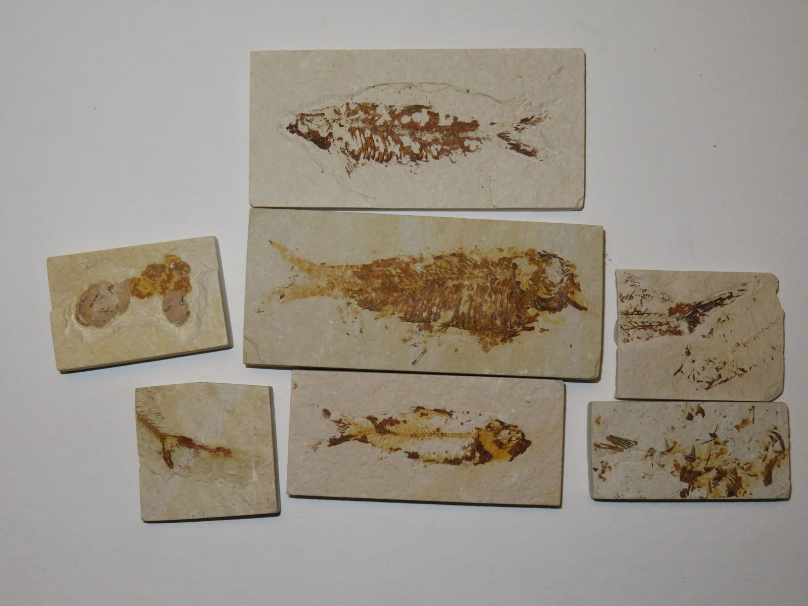 NICE LOT OF KNIGHTIA & DIPLOMYSTUS FISH FOSSILS FROM THE GREEN RIVER FORMATION IN WYOMING, 50 MILLIO (1 of 6)