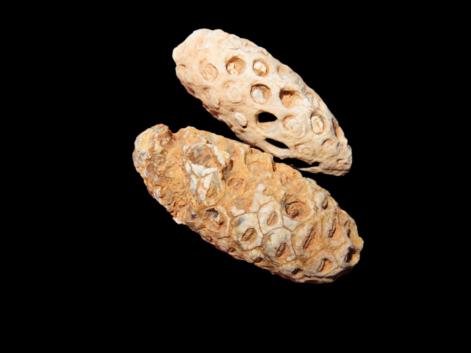 NICE PAIR OF FOSSILIZED PINECONES, VERY NEAT FOSSILS FROM MOROCCO, 45 MILLION YEARS OLD (1 of 3)