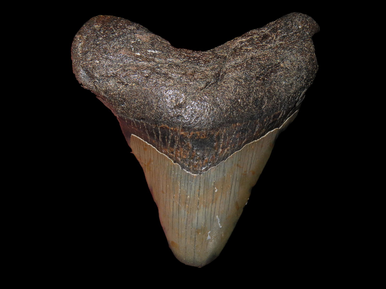 HUGE 3 1/2" MEGALODON SHARK TOOTH FOSSIL FOUND OFF THE COAST OF THE CAROLINAS, 23 MILLION TO 2 1/2 M: HUGE 3 1/2" MEGALODON SHARK TOOTH FOSSIL FOUND OFF THE COAST OF THE CAROLINAS, 23 MILLION TO 2 1/2 MILLION YEAR OLD FOSSILS!