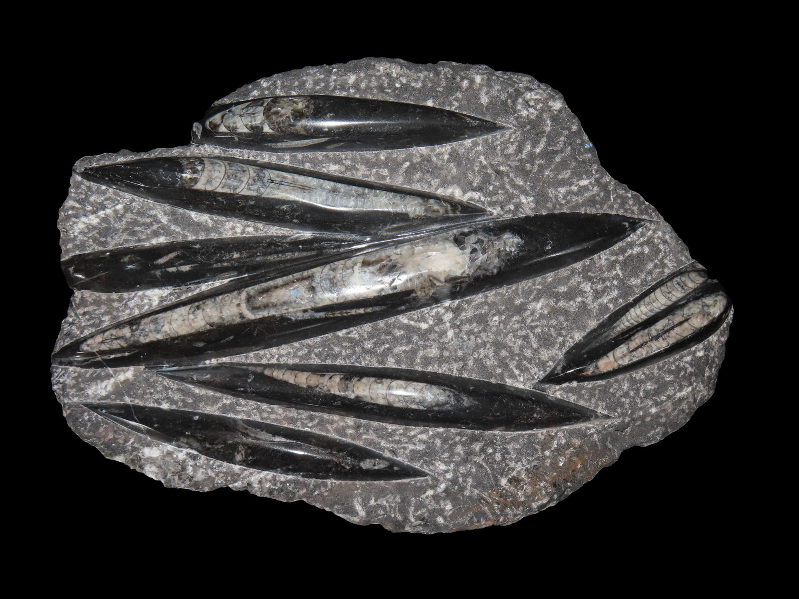 HUGE 12 1/2" FOSSIL ORTHOCERAS, FROM THE TRIASIC PERIOD 500-200 MILLION YEARS AGO, NICE LARGE PIECE : HUGE 12 1/2" FOSSIL ORTHOCERAS, FROM THE TRIASIC PERIOD 500-200 MILLION YEARS AGO, NICE LARGE PIECE THAT DISPAYS REALLY WELL