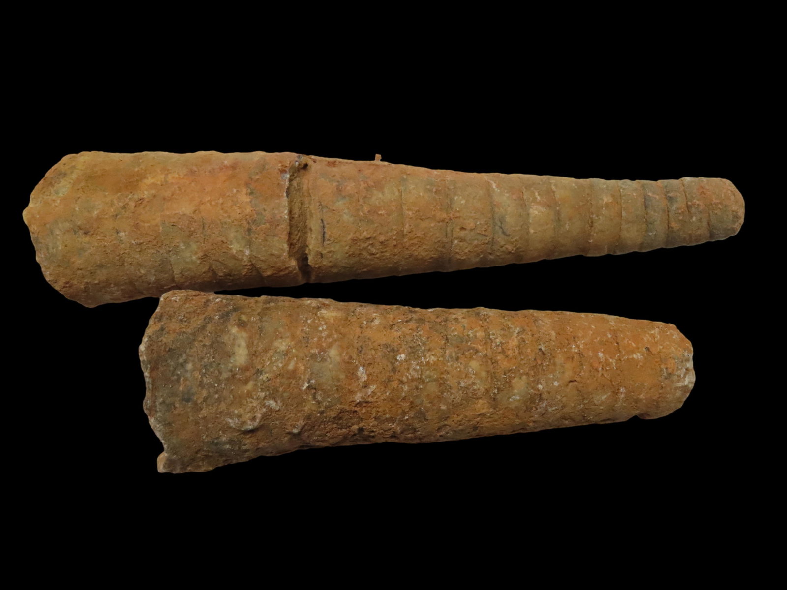 NICE PAIR OF ORTHOCONE FOSSILS, EXTINCT ANIMAL SIMILAR TO PRESENT DAY SQUID, 480 MILLION YEAR OLD FO: NICE PAIR OF ORTHOCONE FOSSILS, EXTINCT ANIMAL SIMILAR TO PRESENT DAY SQUID, 480 MILLION YEAR OLD FOSSILS!