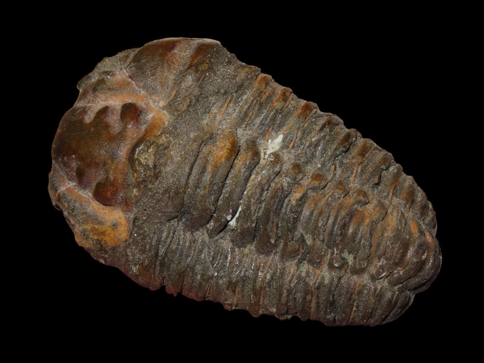 AMAZING TRILOBITE FOSSIL, VERY WELL PRESERVED AND HIGHLY DETAILED EXAMPLE, 300-500 MILLION YEAR OLD  (1 of 5)