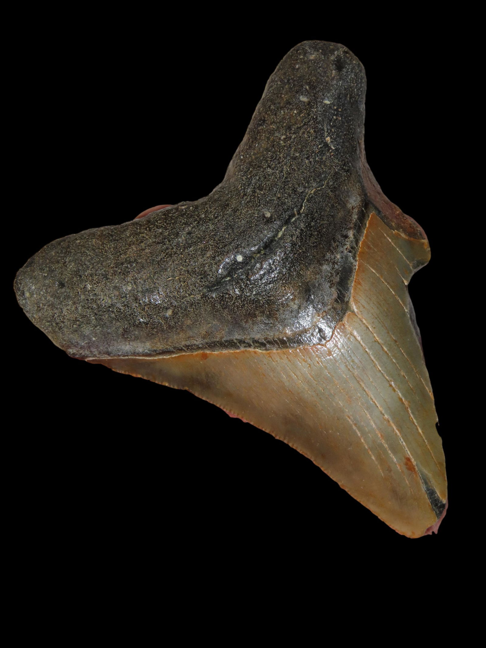 HUGE 3 7/8" MEGALODON SHARK TOOTH FOSSIL FOUND OFF THE COAST OF THE CAROLINAS, 23 MILLION TO 2 1/2 M: HUGE 3 7/8" MEGALODON SHARK TOOTH FOSSIL FOUND OFF THE COAST OF THE CAROLINAS, 23 MILLION TO 2 1/2 MILLION YEAR OLD FOSSILS!