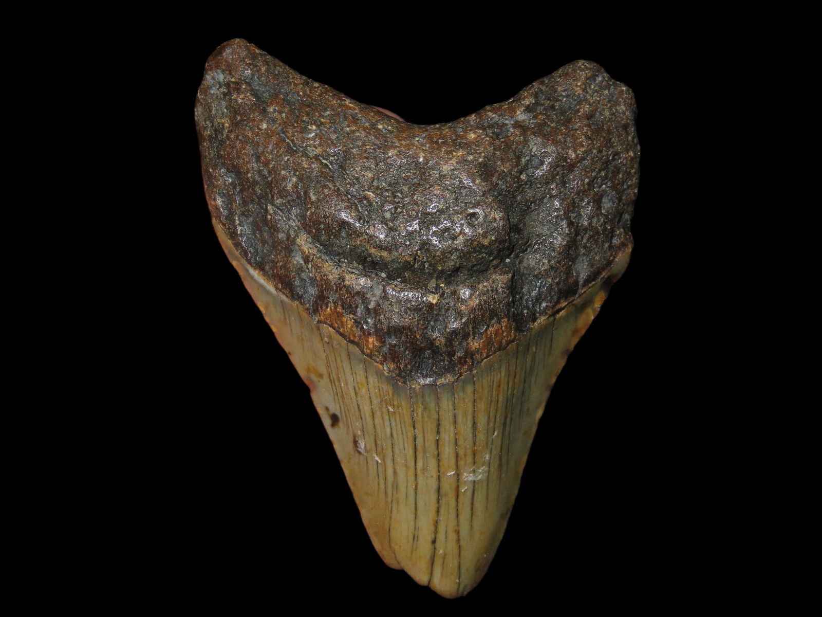 3 1/2" Shark Tooth Fossil, Found in South Carolina. Megalodon.: 3 1/2" Shark Tooth Fossil, Found in South Carolina. Megalodon.