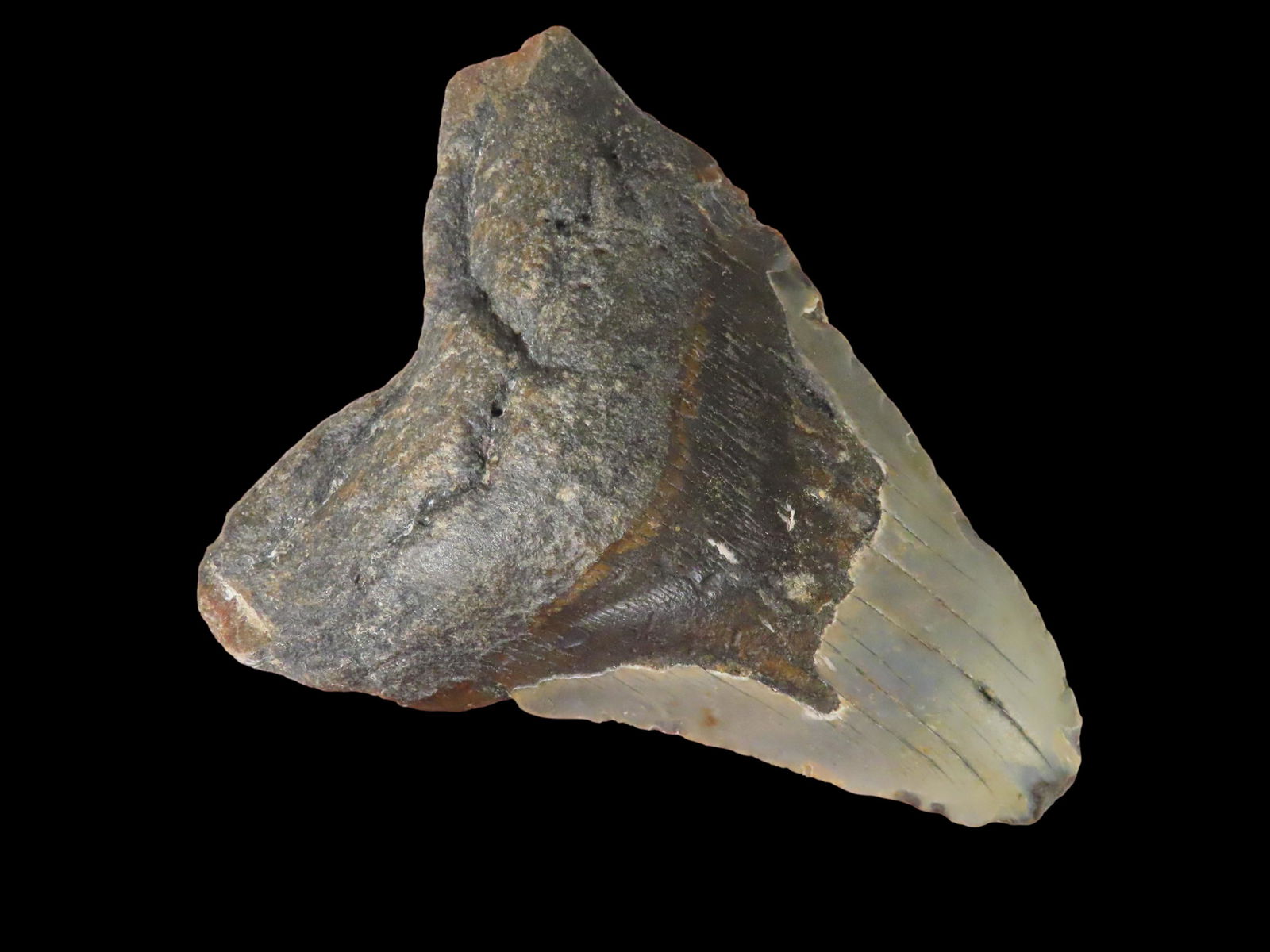 4 5/8" Megalodon Shark Tooth Fossil found in South Carolina: 4 5/8" Megalodon Shark Tooth Fossil found in South Carolina