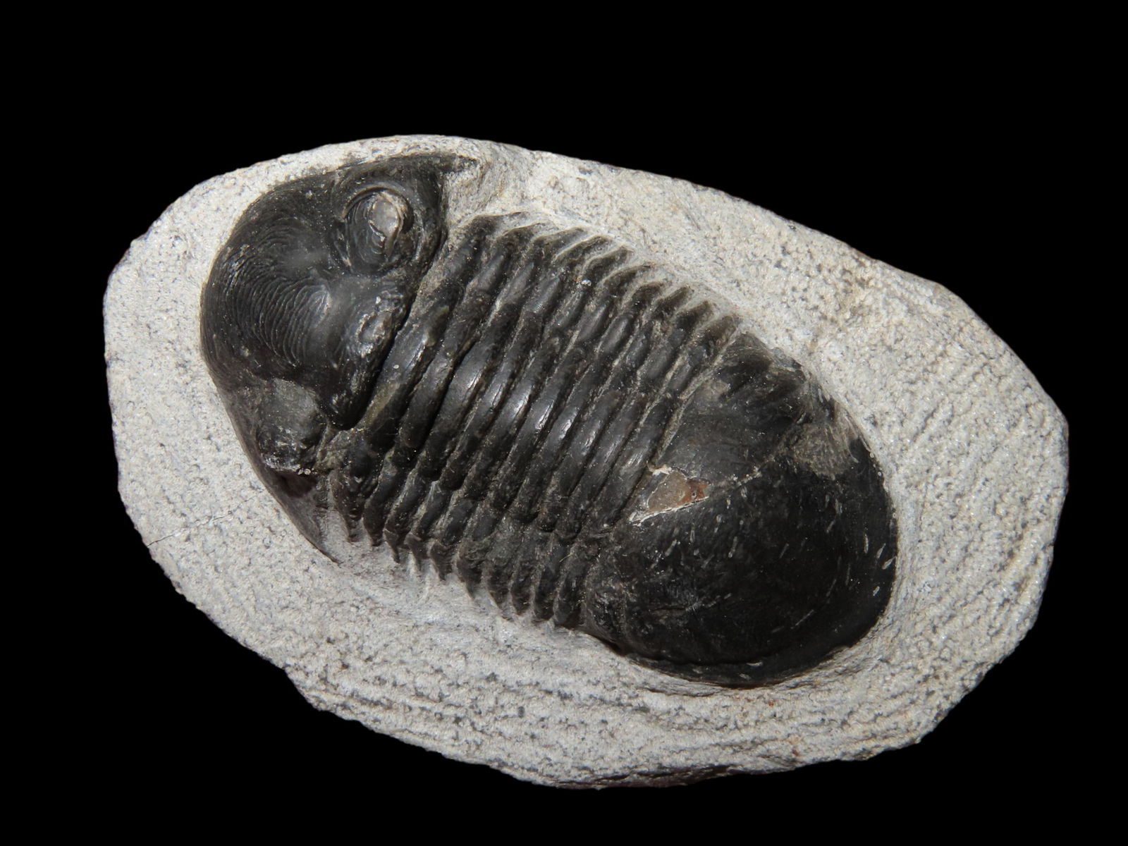 2 1/8" Trilobite Fossil in matrix (1 of 7)