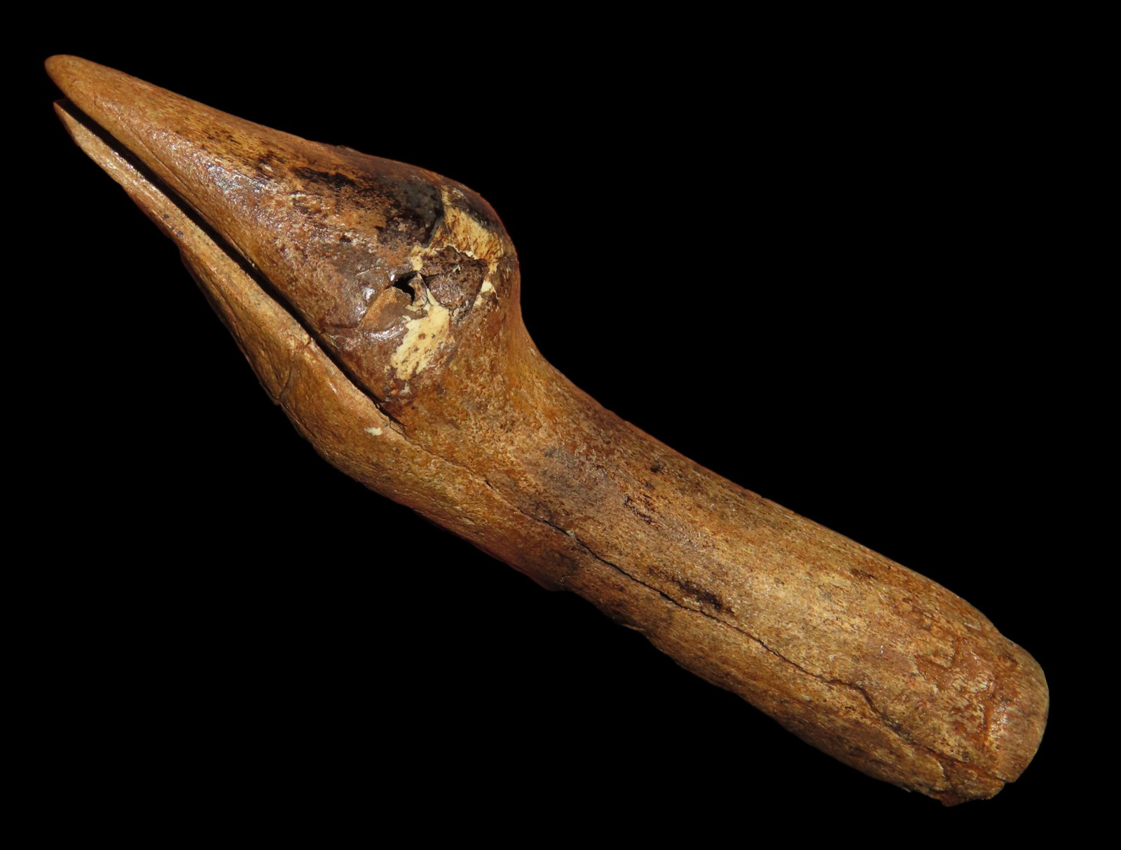 3 1/8" Socketed Antler Tine Bird Effigy with Engravings Drilling Minor Dime-Sized Restoration to the: 3 1/8" Socketed Antler Tine Bird Effigy with Engravings Drilling Minor Dime-Sized Restoration to the Top of the Head