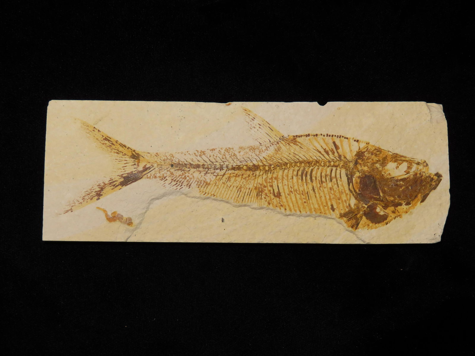 6 3/8" Amazing Green River Wyoming Fish Fossil (1 of 4)