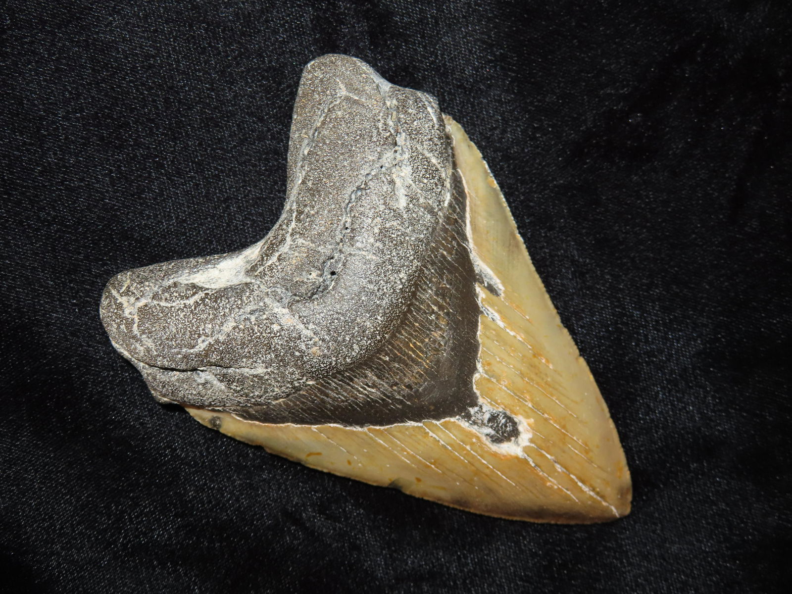 4 3/4" High Grade Megalodon Fossil Sharks Tooth from South Carolina: 4 3/4" High Grade Megalodon Fossil Sharks Tooth from South Carolina
