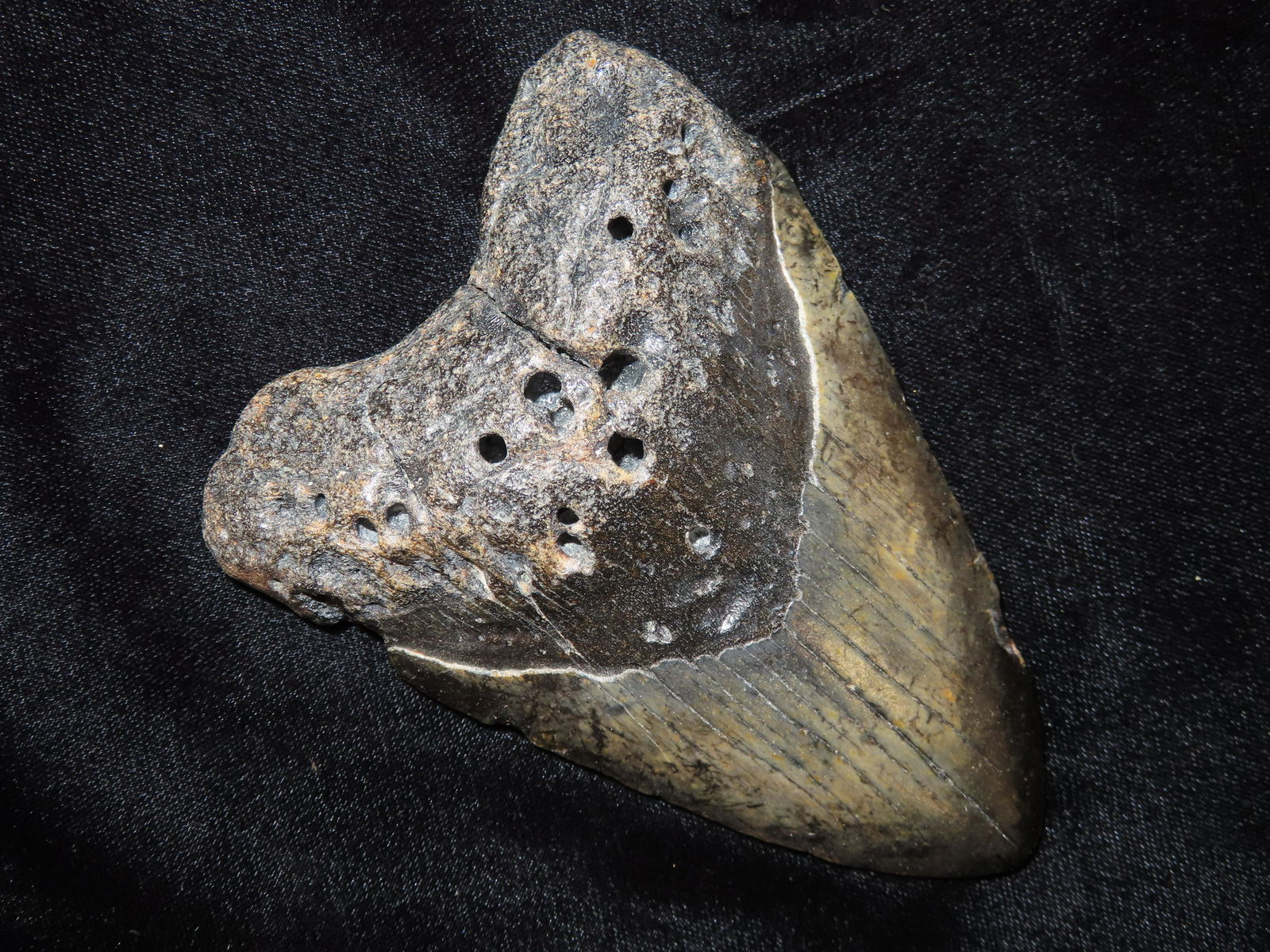 4 5/8" Megalodon Shark Tooth Fossil found in South Carolina-Nice Color: 4 5/8" Megalodon Shark Tooth Fossil found in South Carolina-Nice Color