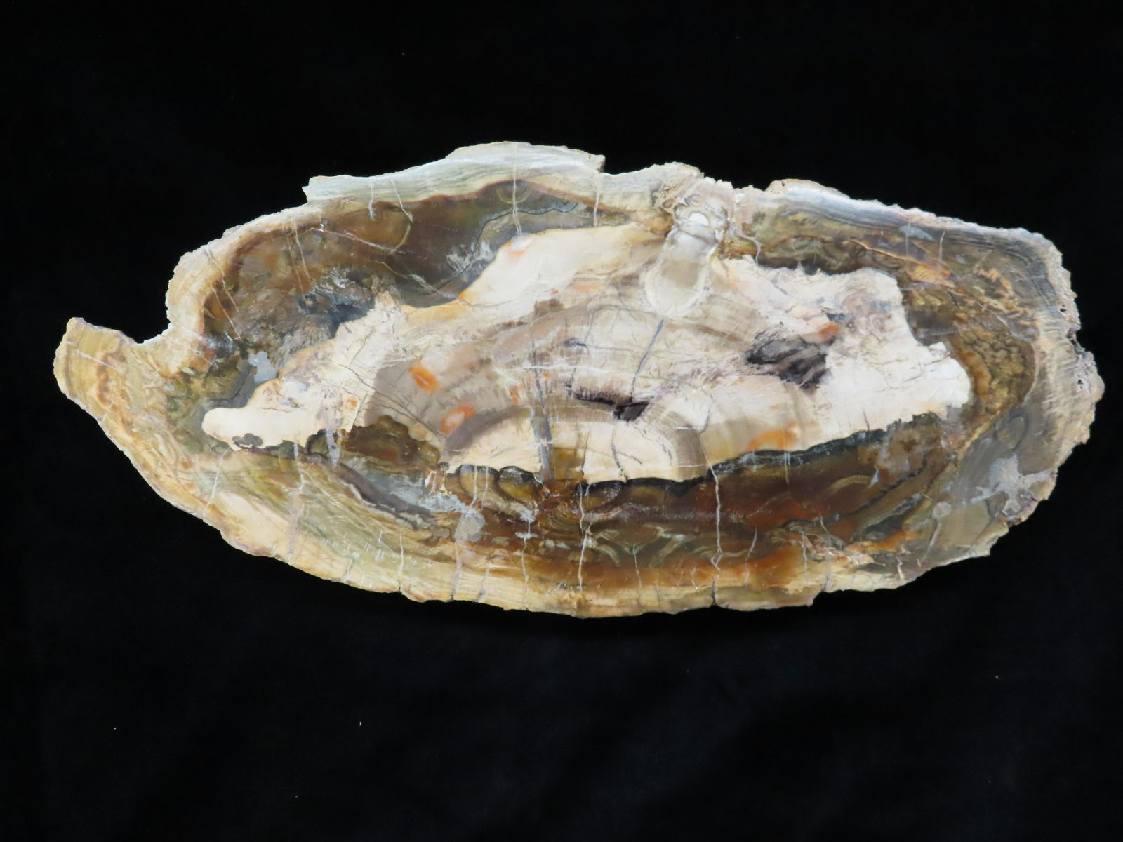 10 7/8" x 5/8" Polished Slab of Petrified Wood (1 of 6)