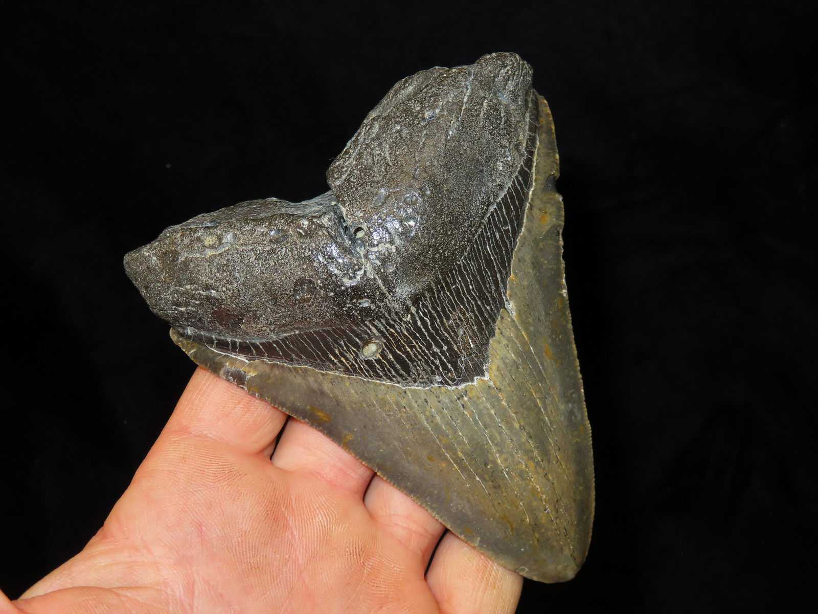 4 5/8" Megalodon Sharks Tooth fossil found in North Carolina: 4 5/8" Megalodon Sharks Tooth fossil found in North Carolina