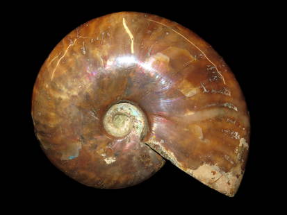 4 1/8" Polished Iridescent Ammonite Fossil: 4 1/8" Polished Iridescent Ammonite Fossil