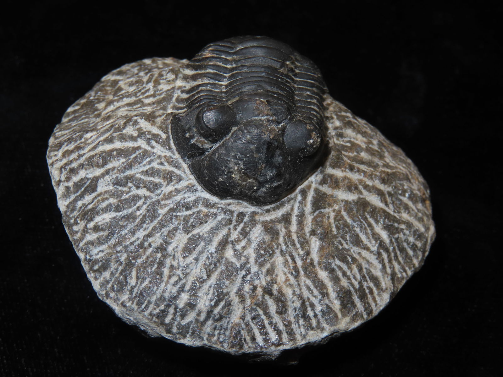 1 1/4" Trilobite Fossil: 1 1/4" Trilobite Fossil