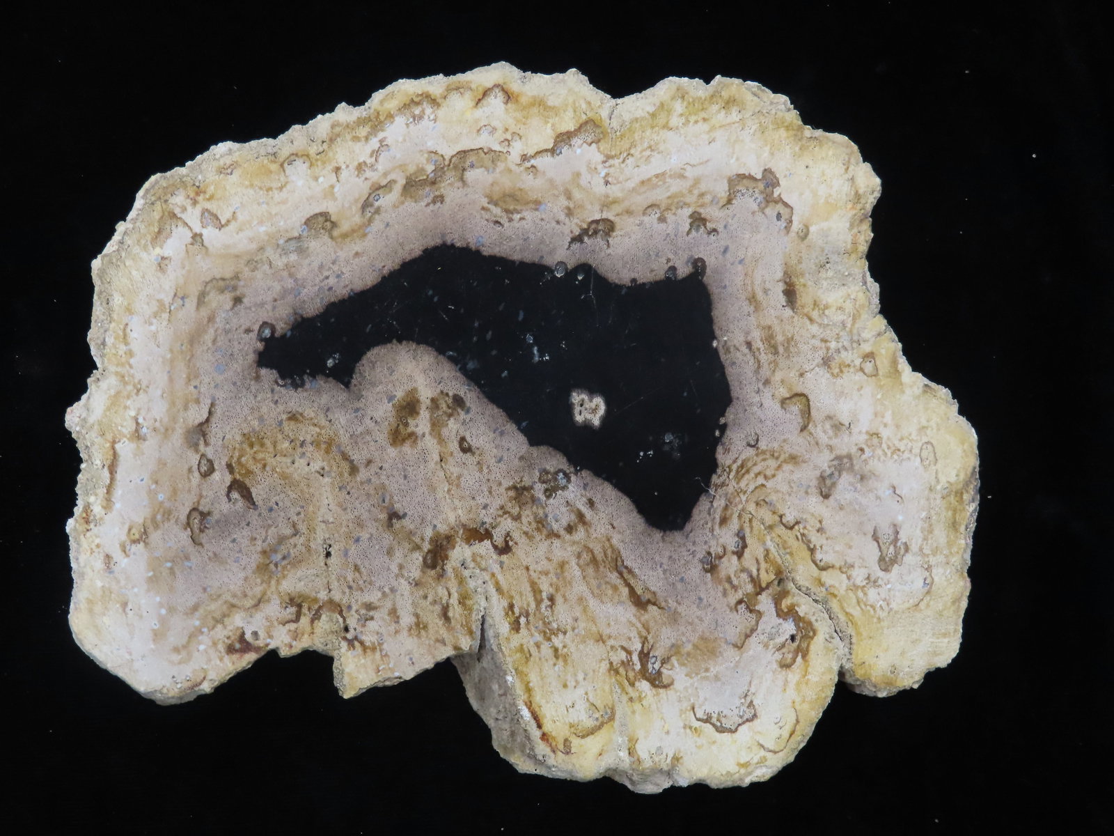 6 1/2" Polished Petrified Tree Wood Slab (1 of 7)