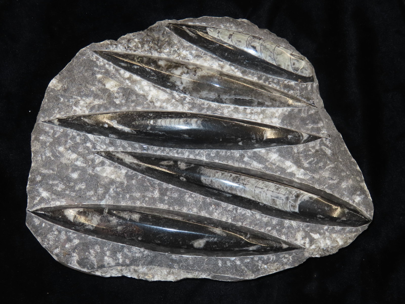 Polished Orthoceras Fossils approx. 9" x 8" slab: Polished Orthoceras Fossils approx. 9" x 8" slab