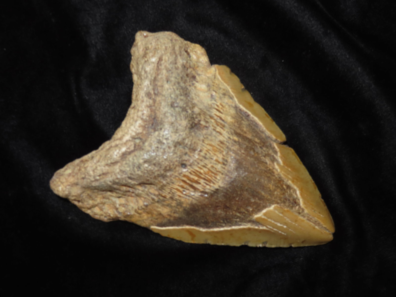 5 1/2" Megalodon Shark Tooth Fossil South Carolina: 5 1/2" Megalodon Shark Tooth Fossil South Carolina