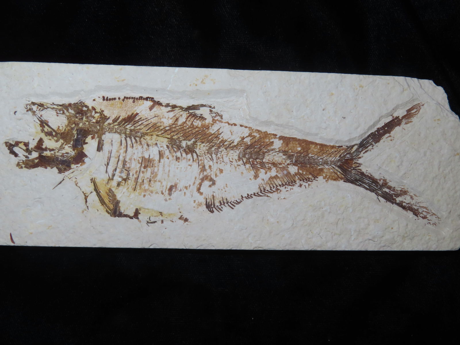 6 1/4" Fish Fossil, Green River Wyoming (1 of 5)