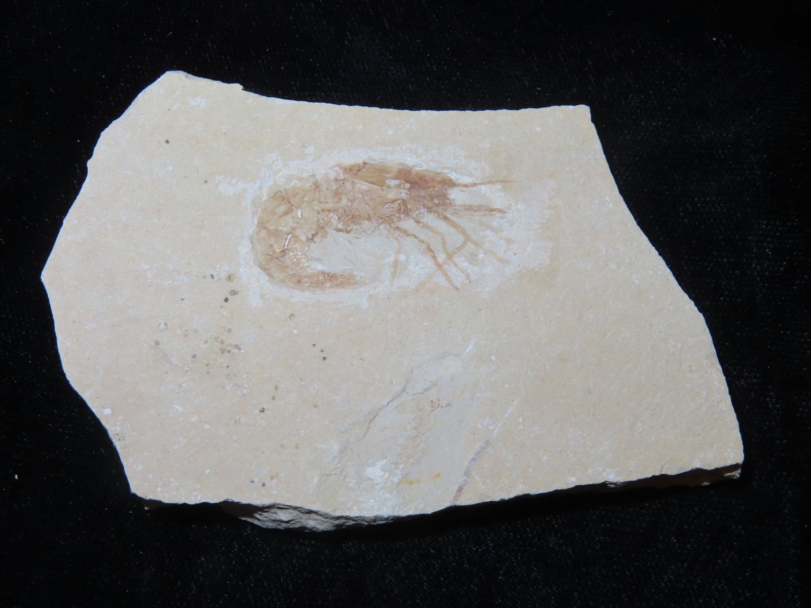 Shrimp Fossil, Green River Formation Wyoming: Shrimp Fossil, Green River Formation Wyoming
