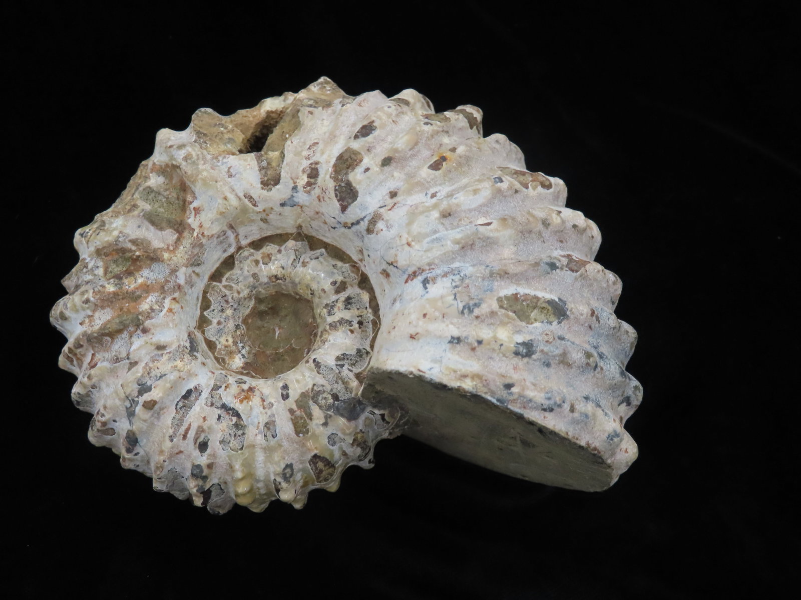 Huge 4 1/2" Ammonite Fossil, Very Unique (1 of 6)