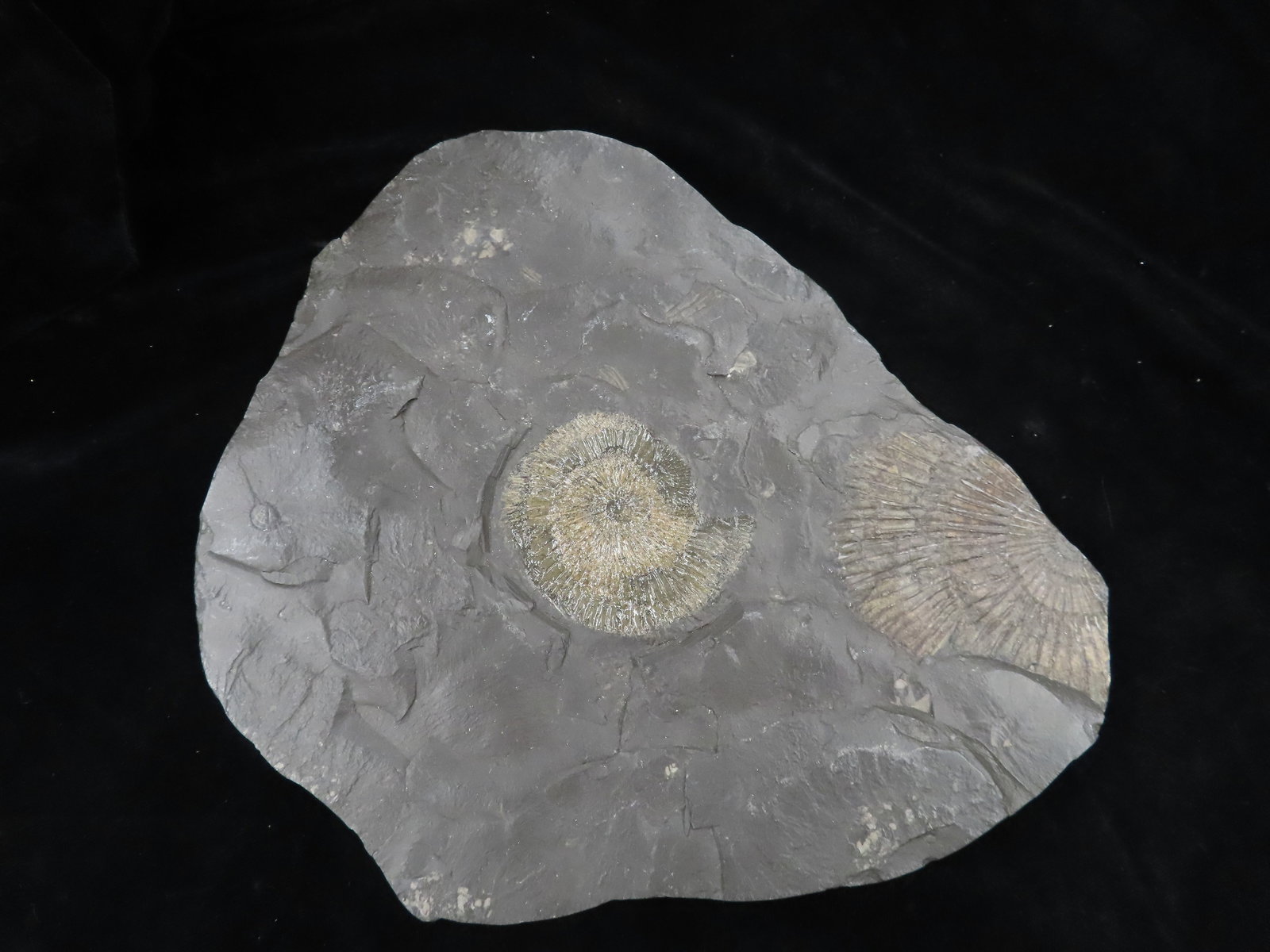 8 1/2" pair of Ammonite Fossils encrusted in Shale Made to hang on a wall: 8 1/2" pair of Ammonite Fossils encrusted in Shale Made to hang on a wall