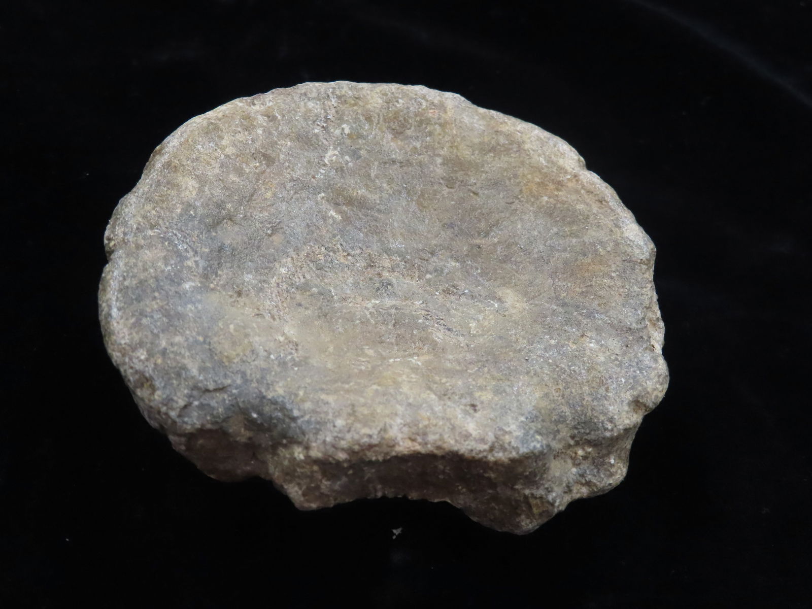 3 1/4" Fossil Dinosaur Vertebrae Bone Fossilized Bone: 3 1/4" Fossil Dinosaur Vertebrae Bone Fossilized Bone