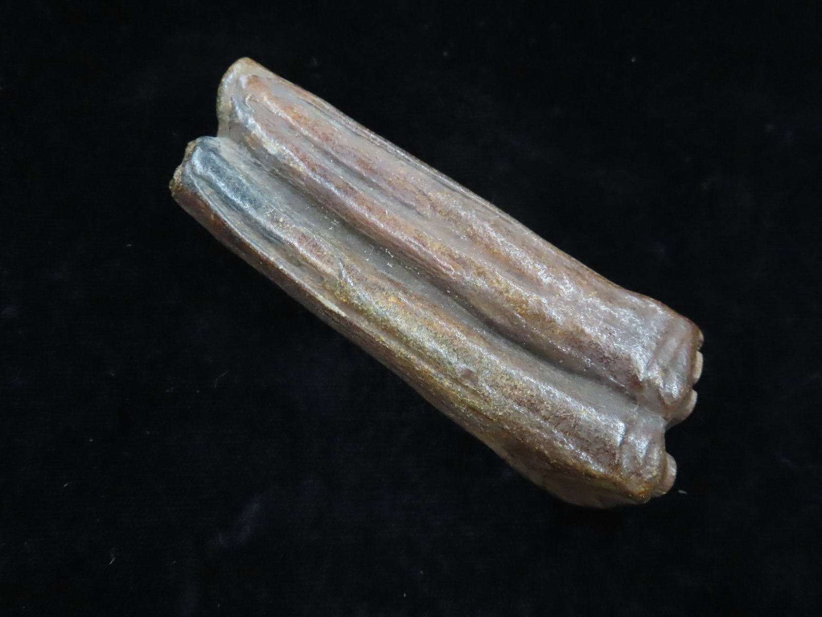 3 1/8" Fossil Tooth found in Missouri: 3 1/8" Fossil Tooth found in Missouri