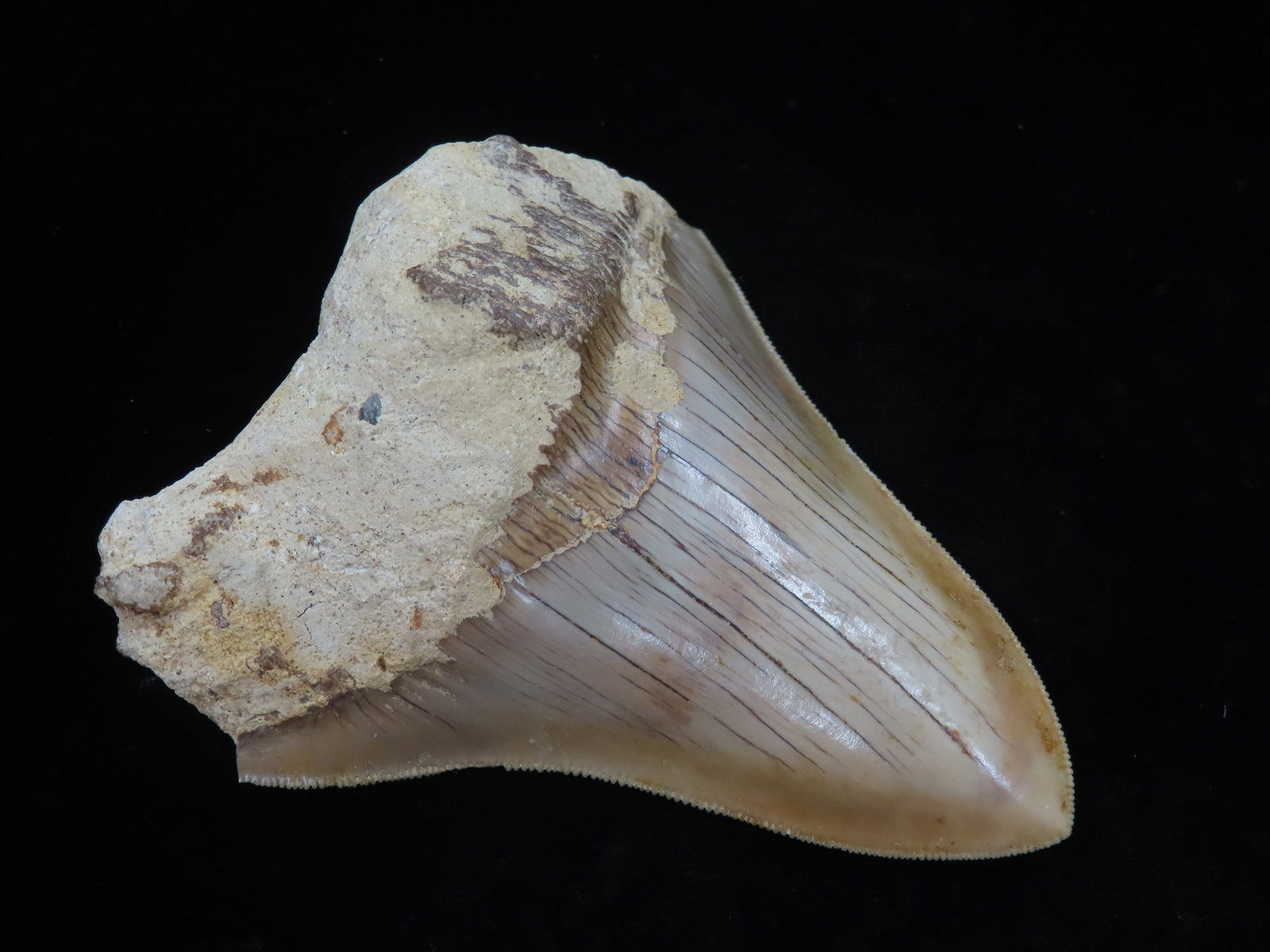 3 5/8" Heavily Serrated Megalodon Shark Tooth Fossil: 3 5/8" Heavily Serrated Megalodon Shark Tooth Fossil