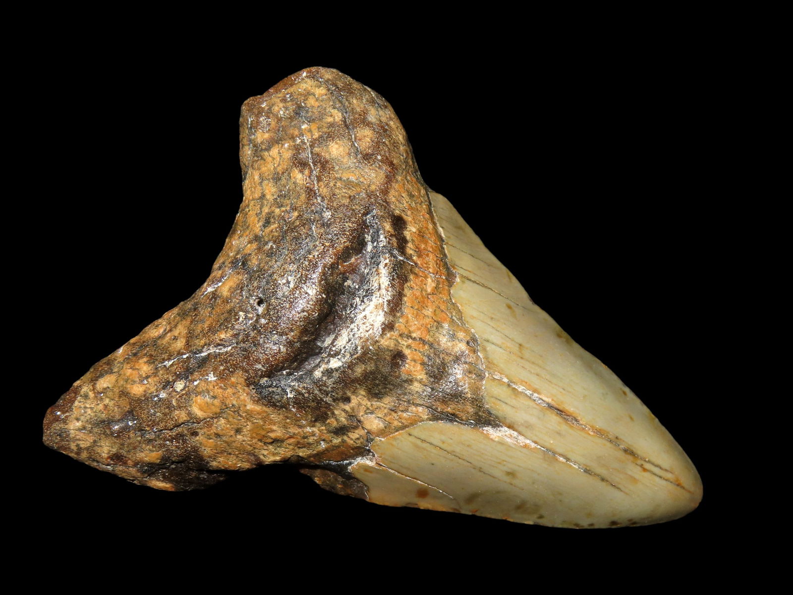 HUGE MEGALODON SHARK TOOTH FOSSIL FOUND OFF THE COAST OF CAROLINAS: HUGE MEGALODON SHARK TOOTH FOSSIL FOUND OFF THE COAST OF CAROLINAS