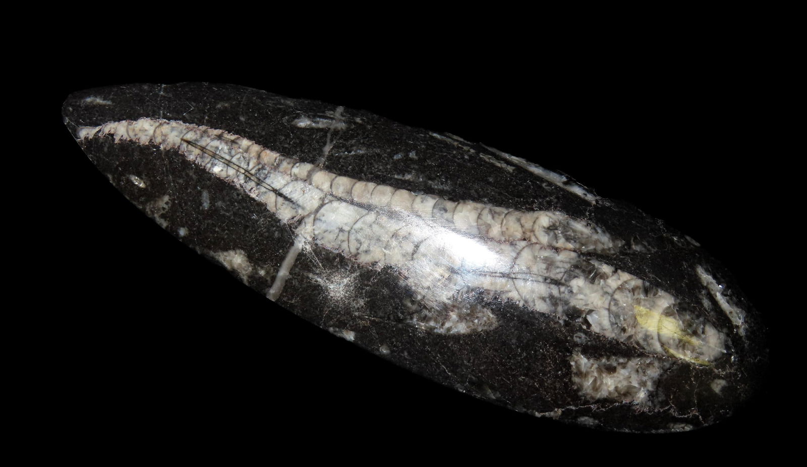 6 7/8" Orthoroceras Fossil, polished on one side, tip chipped: 6 7/8" Orthoroceras Fossil, polished on one side, tip chipped