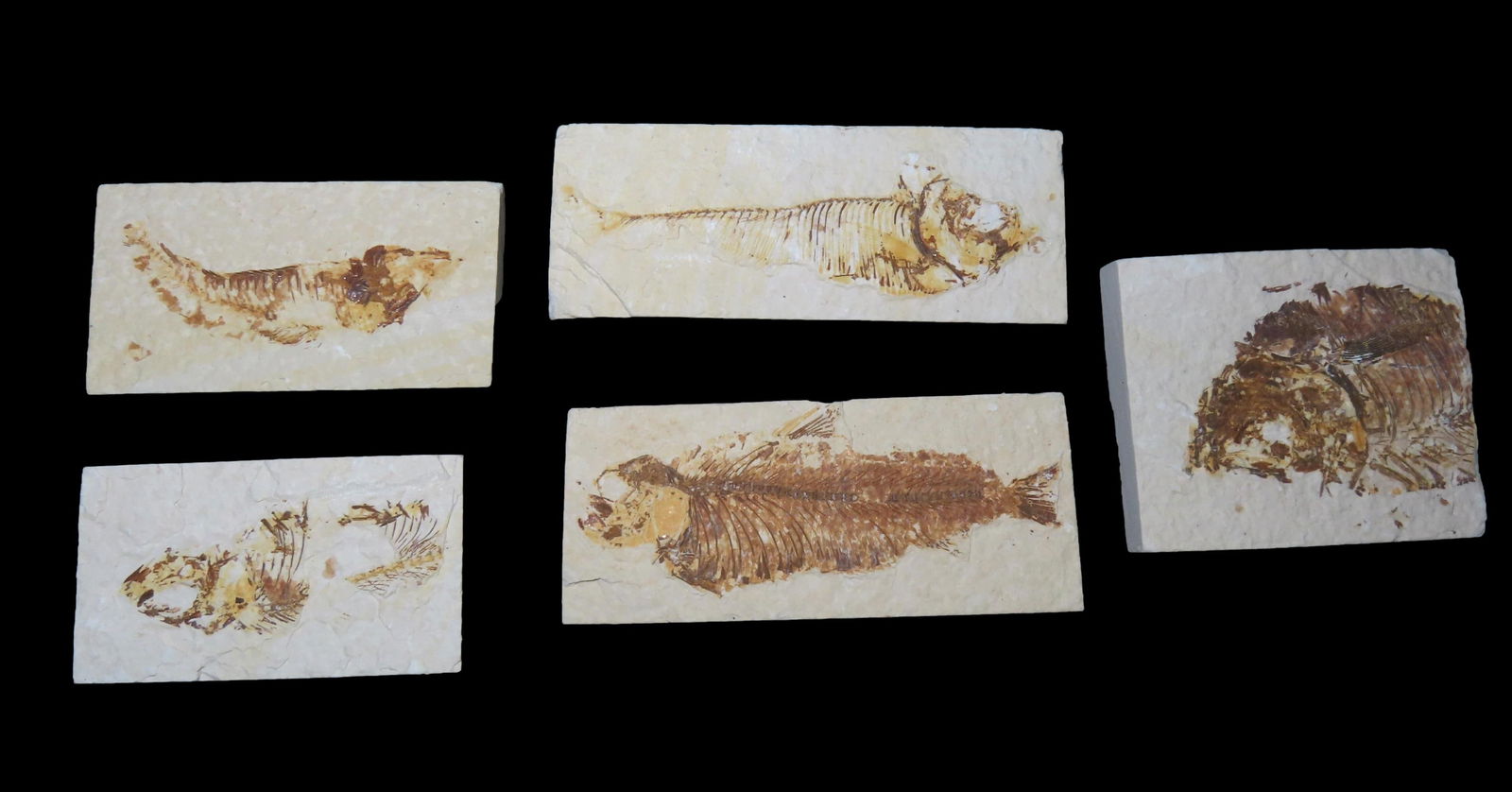 LOT OF 5 NICE KNIGHTIA FISH FOSSIL FROM WYOMING, 33-56 MILLION YEAR OLD FOSSIL!: LOT OF 5 NICE KNIGHTIA FISH FOSSIL FROM WYOMING, 33-56 MILLION YEAR OLD FOSSIL!