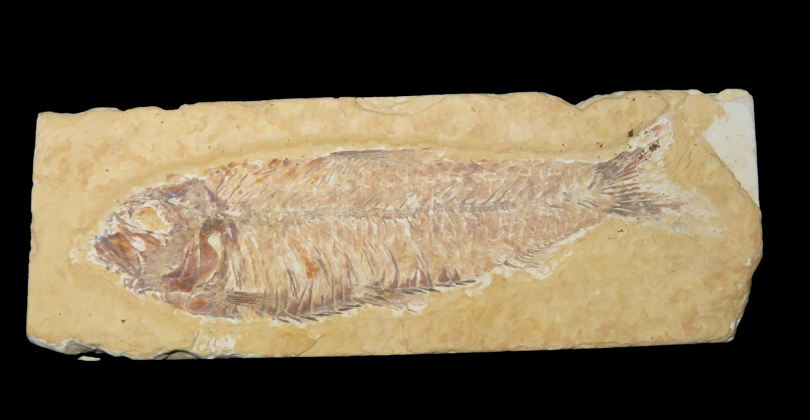 NICE KNIGHTIA FISH FOSSIL FROM WYOMING, 33-56 MILLION YEAR OLD FOSSIL!: NICE KNIGHTIA FISH FOSSIL FROM WYOMING, 33-56 MILLION YEAR OLD FOSSIL!