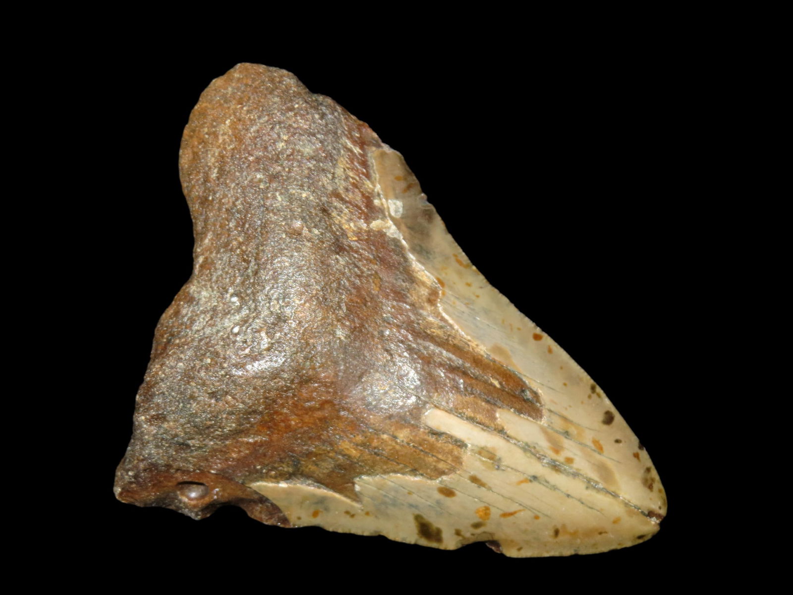 HUGE MEGALODON SHARK TOOTH FOSSIL FOUND OFF THE COAST OF CAROLINAS: HUGE MEGALODON SHARK TOOTH FOSSIL FOUND OFF THE COAST OF CAROLINAS