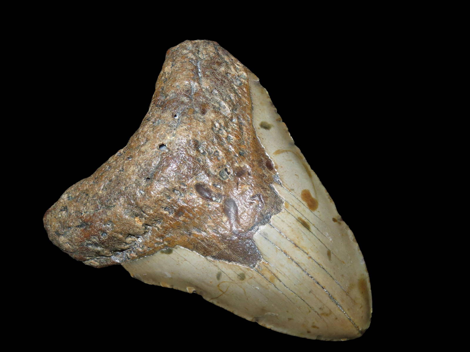 Huge Megalodon Shark Tooth Fossil Found Off The Coast Of Carolinas Auction
