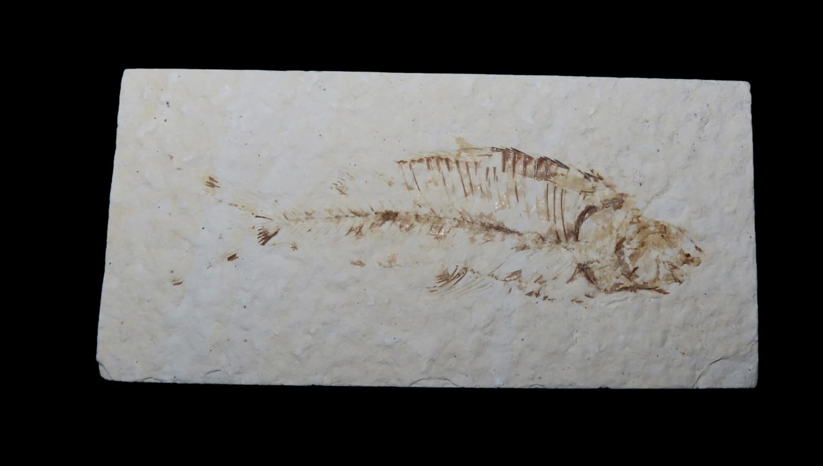 LOT OF 5 NICE KNIGHTIA FISH FOSSIL FROM WYOMING, 33-56 MILLION YEAR OLD FOSSIL!: LOT OF 5 NICE KNIGHTIA FISH FOSSIL FROM WYOMING, 33-56 MILLION YEAR OLD FOSSIL!