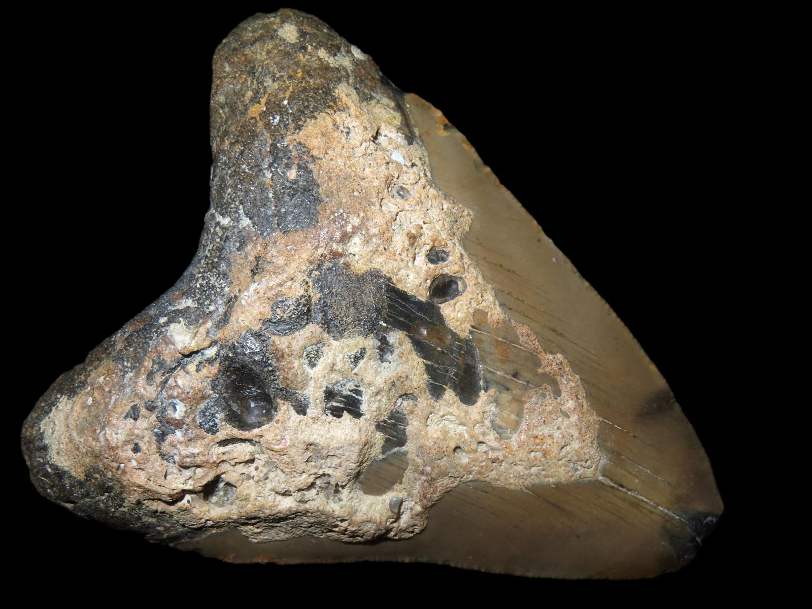 HUGE MEGALODON SHARK TOOTH FOSSIL FOUND OFF THE COAST OF CAROLINAS: HUGE MEGALODON SHARK TOOTH FOSSIL FOUND OFF THE COAST OF CAROLINAS