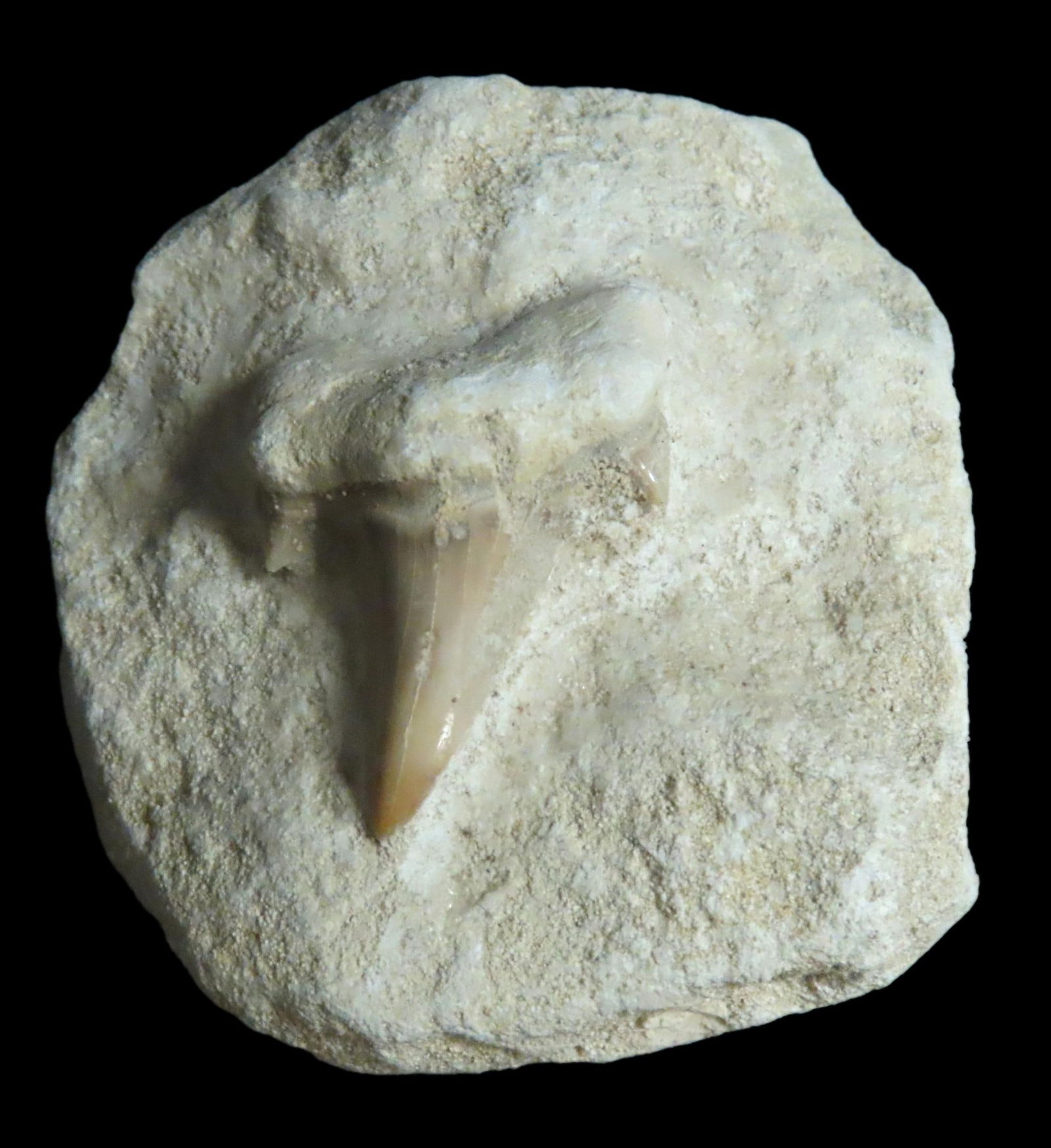 Fossil Shark Tooth in Matrix: Fossil Shark Tooth in Matrix