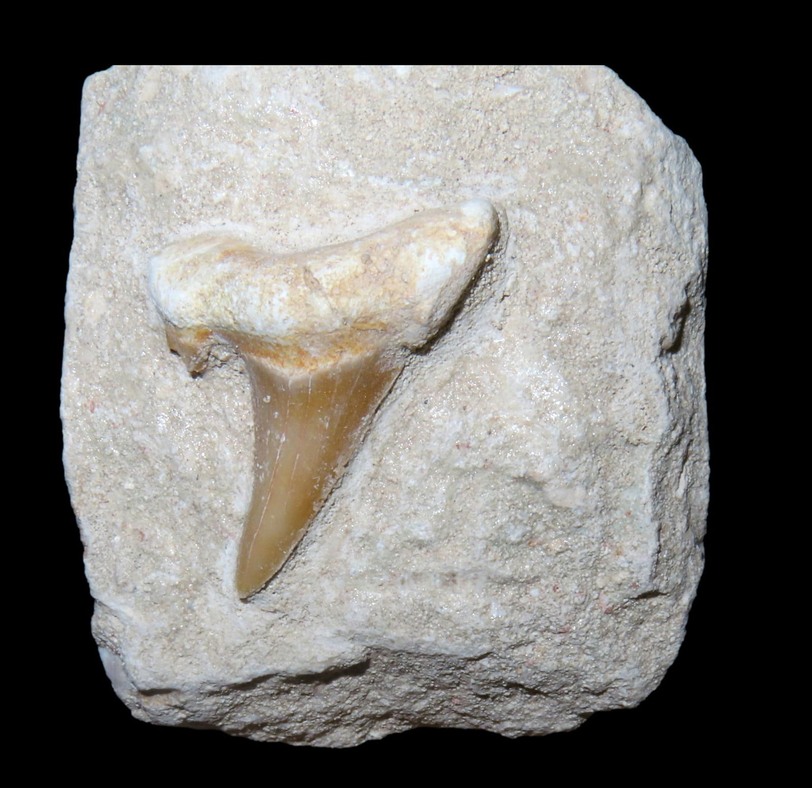 Fossil Shark Tooth in Matrix: Fossil Shark Tooth in Matrix