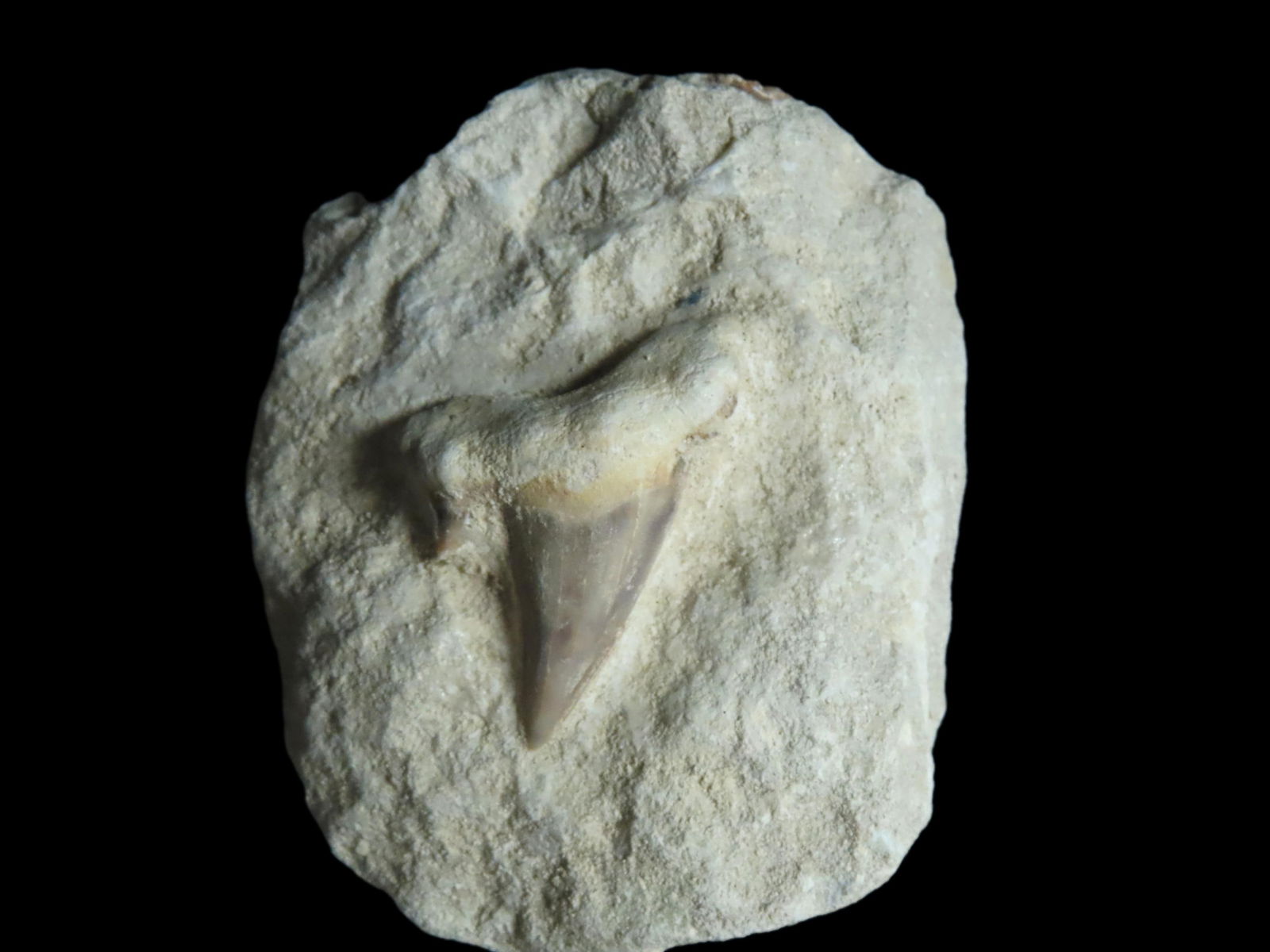 Fossil Shark Tooth in Matrix: Fossil Shark Tooth in Matrix