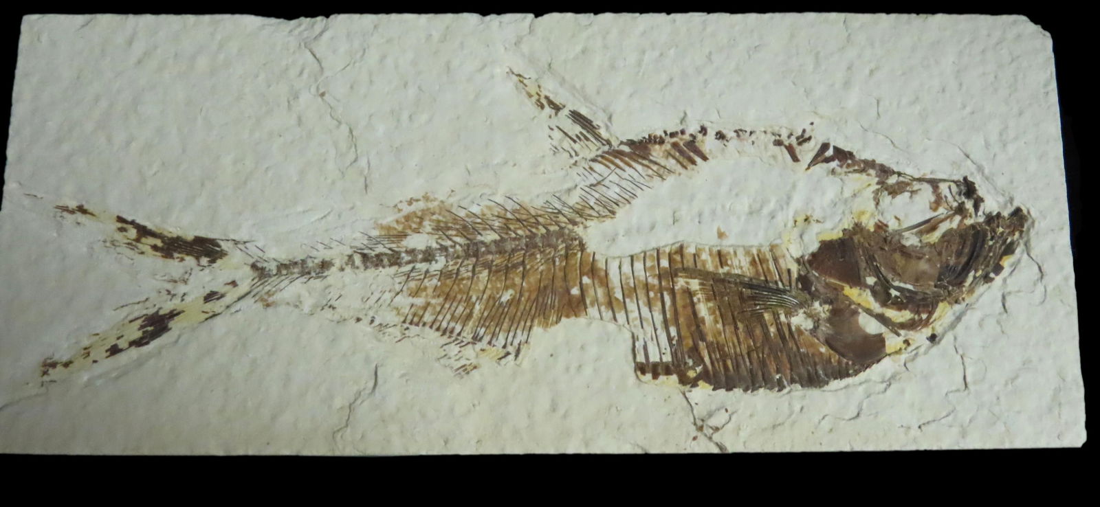 NICE KNIGHTIA FISH FOSSIL FROM WYOMING, 33-56 MILLION YEAR OLD FOSSIL!: NICE KNIGHTIA FISH FOSSIL FROM WYOMING, 33-56 MILLION YEAR OLD FOSSIL!
