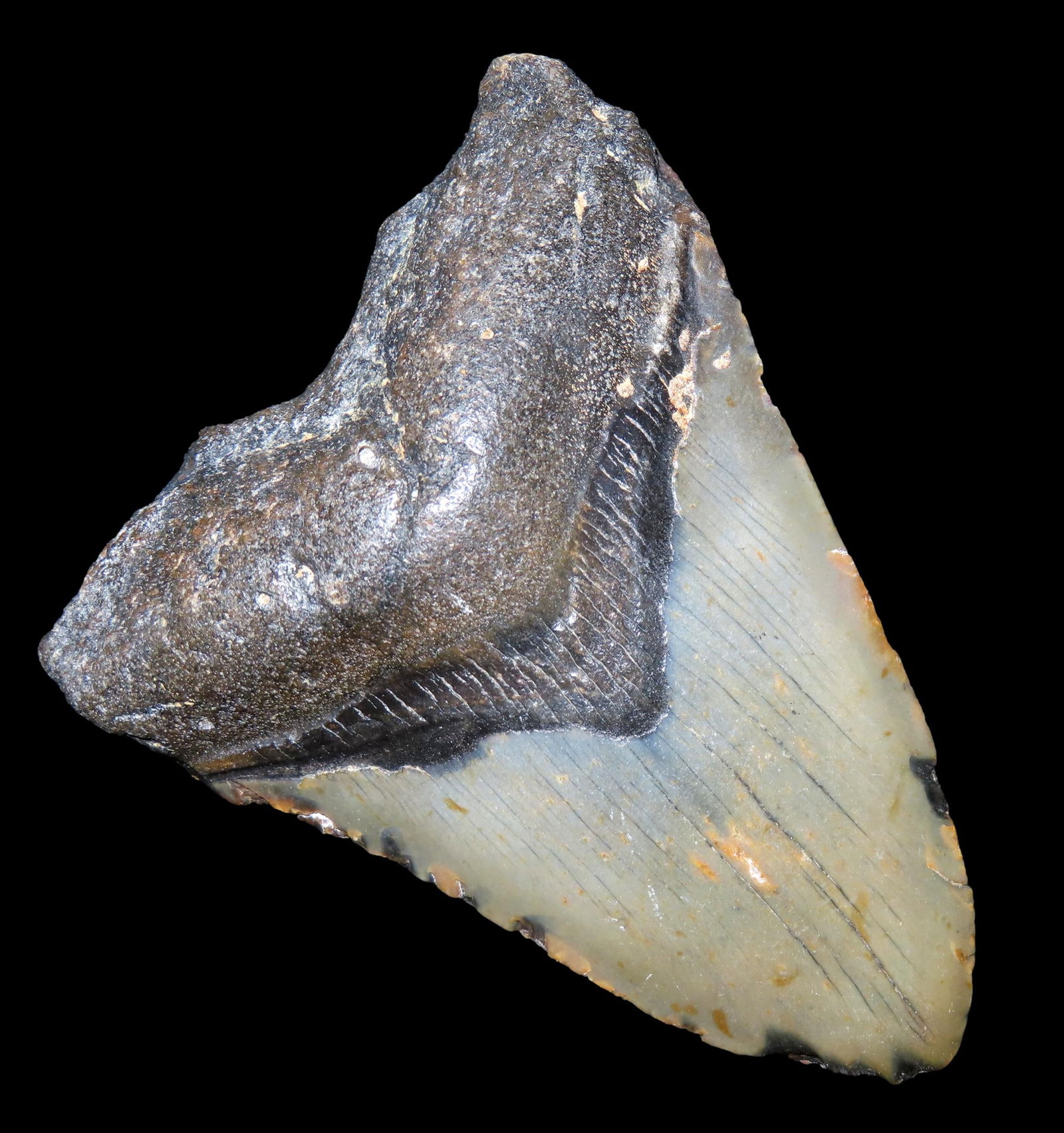 HUGE MEGALODON SHARK TOOTH FOSSIL FOUND OFF THE COAST OF CAROLINAS: HUGE MEGALODON SHARK TOOTH FOSSIL FOUND OFF THE COAST OF CAROLINAS