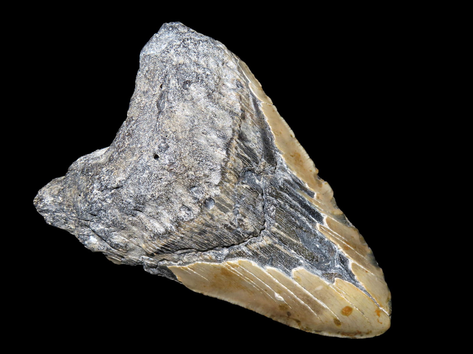 HUGE MEGALODON SHARK TOOTH FOSSIL FOUND OFF THE COAST OF CAROLINAS: HUGE MEGALODON SHARK TOOTH FOSSIL FOUND OFF THE COAST OF CAROLINAS