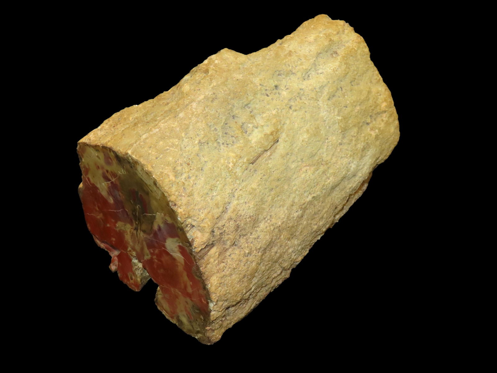 Massive Petrified Wood Tree Section, Polished on one end with a beautiful red and tan.  10" Long 6.1 (1 of 10)