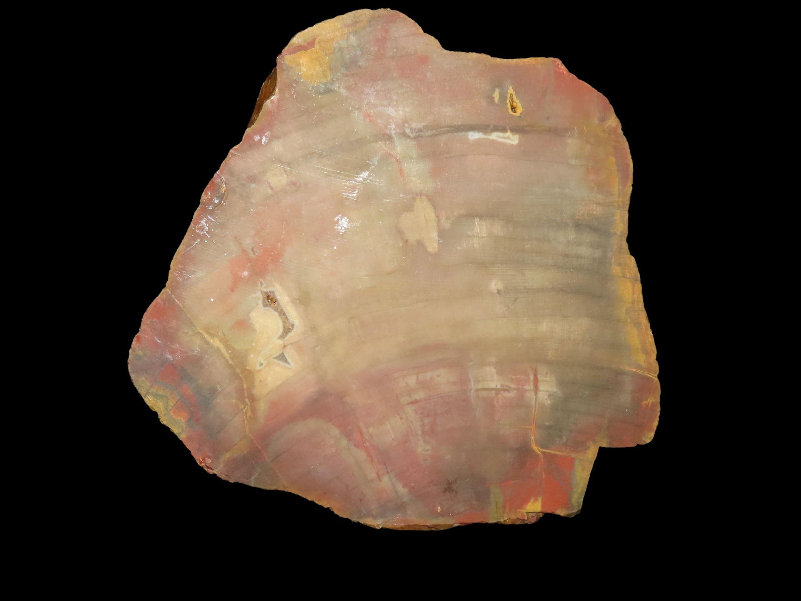 6" dia Petrified Wood Section, has Knoblock's Catalog Number, This Section of Relics / Fossils came  (1 of 5)