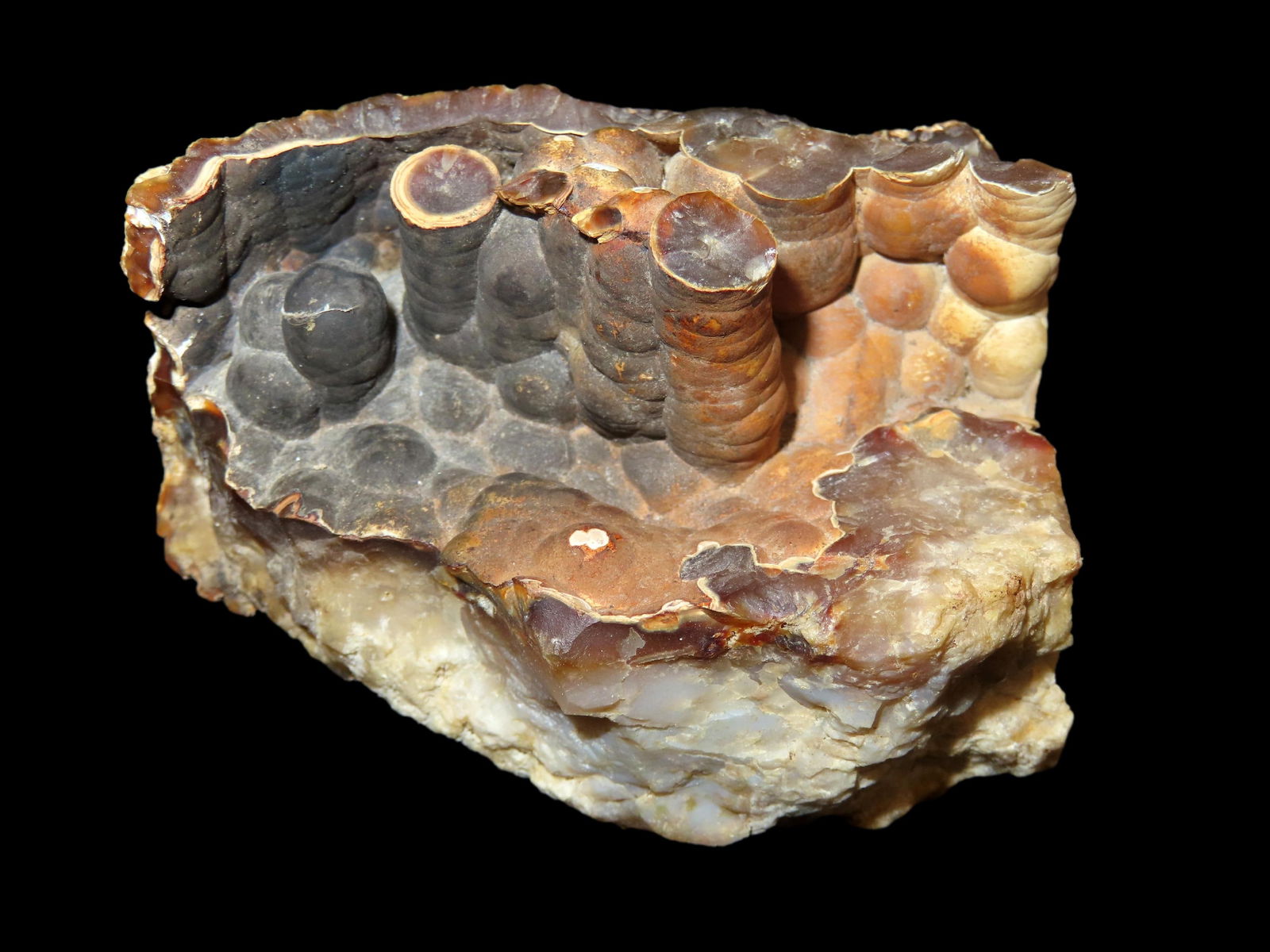 3.1/4" Fossil, This Section of Relics / Fossils came from the Byron Knoblock Estate Sale in Quincy I (1 of 6)