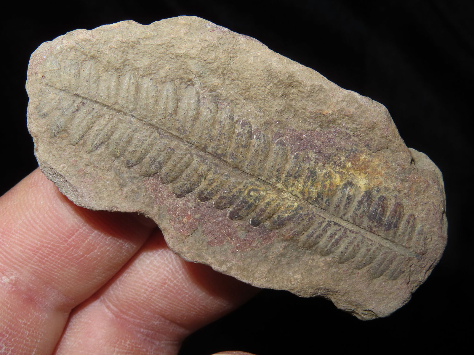 2.1/2" Mazon Creek Fern Fossil, This Section of Relics / Fossils came from the Byron Knoblock Estate (1 of 3)