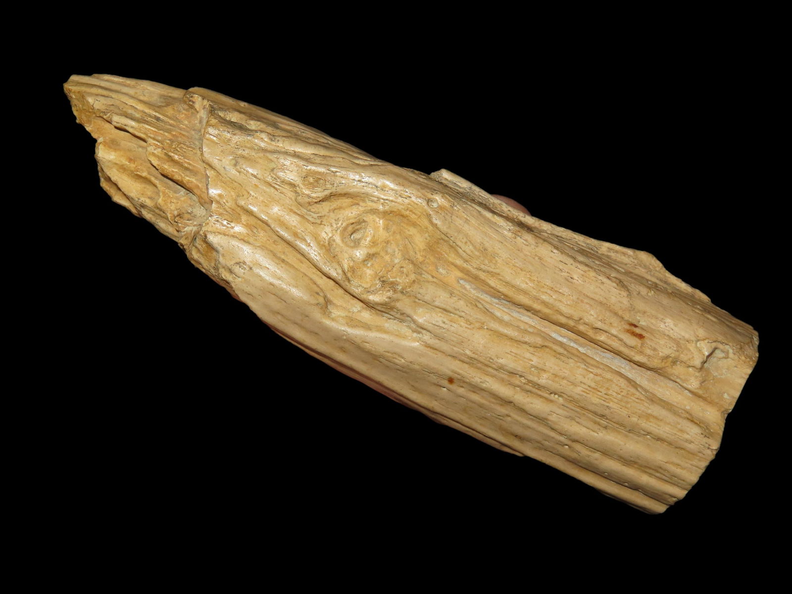 4.5/8" Petrified Wood Fossil, Polished End, This Section of Relics / Fossils came from the Byron Kno: 4.5/8" Petrified Wood Fossil, Polished End, This Section of Relics / Fossils came from the Byron Knoblock Estate Sale in Quincy Illinois Ex Mary Jo Hunt Collection