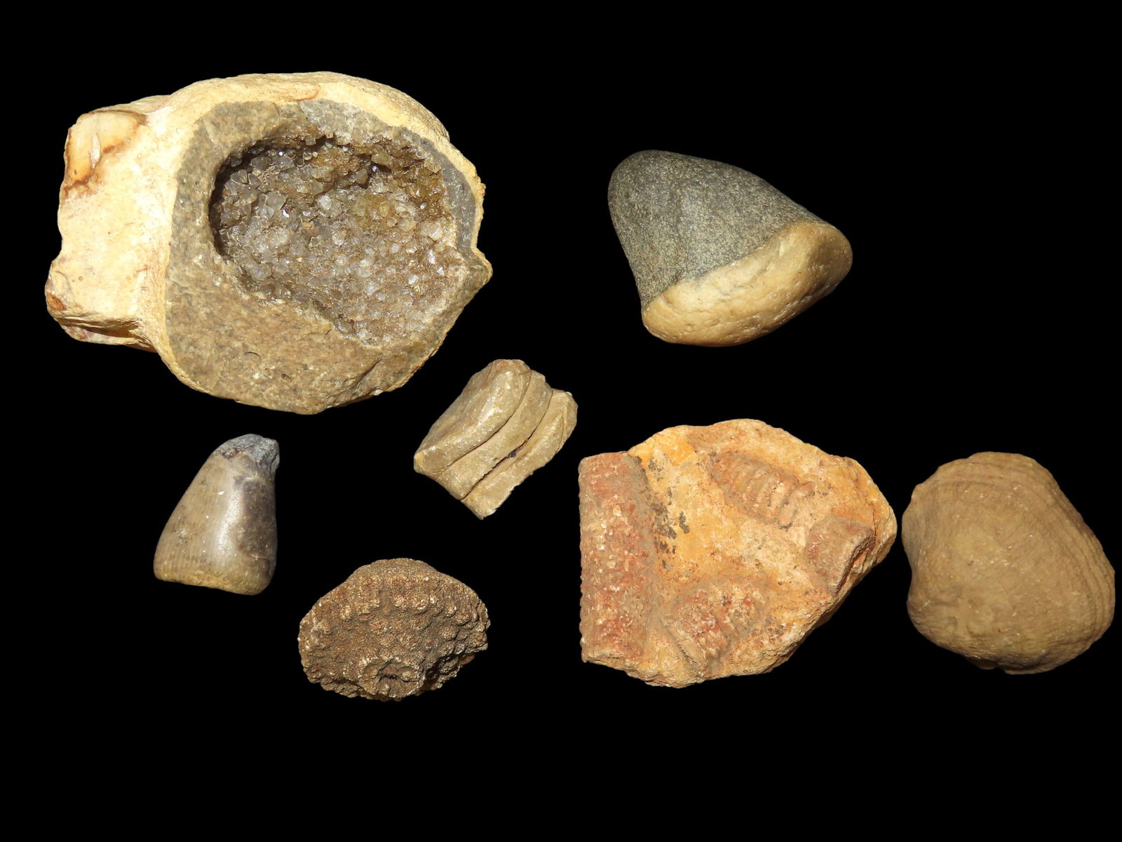 Grouping of Fossils, This Section of Relics / Fossils came from the Byron Knoblock Estate Sale in Qu: Grouping of Fossils, This Section of Relics / Fossils came from the Byron Knoblock Estate Sale in Quincy Illinois Ex Mary Jo Hunt Collection