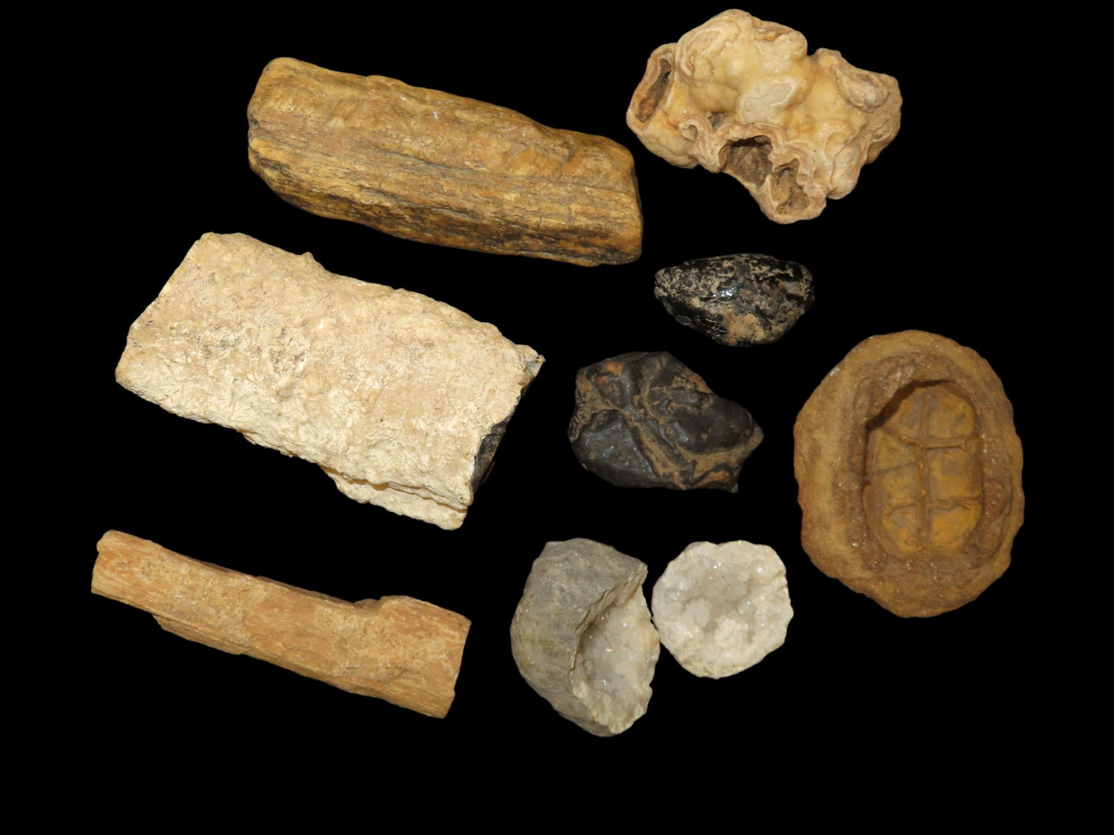 Grouping of Fossils, This Section of Relics / Fossils came from the Byron Knoblock Estate Sale in Qu: Grouping of Fossils, This Section of Relics / Fossils came from the Byron Knoblock Estate Sale in Quincy Illinois Ex Mary Jo Hunt Collection